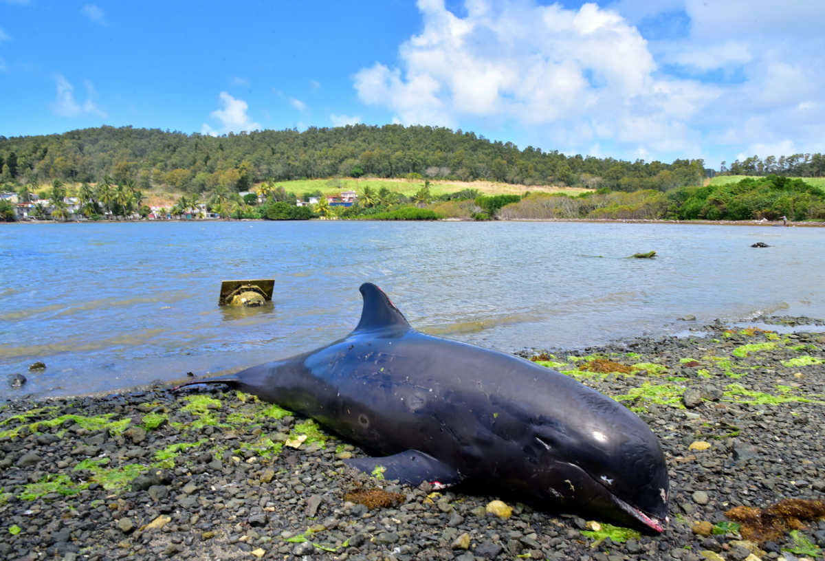 A carcass of a dolphin that died and was washed up on shore is seen at the Grand Sable, Mauritius August 26, 2020. Picture taken August 26, 2020. REUTERS