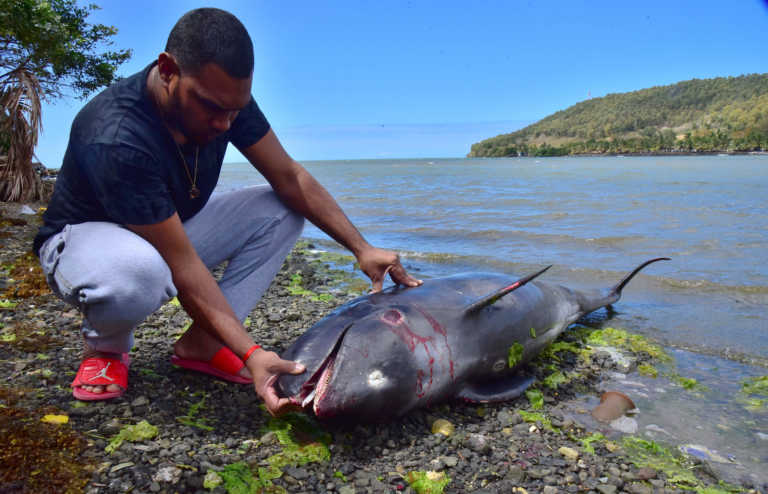 Μαυρίκιος: Τα 38 έφτασαν τα δελφίνια που ξεβράστηκαν μετά την πετρελαιοκηλίδα από ιαπωνικό φορτηγό πλοίο