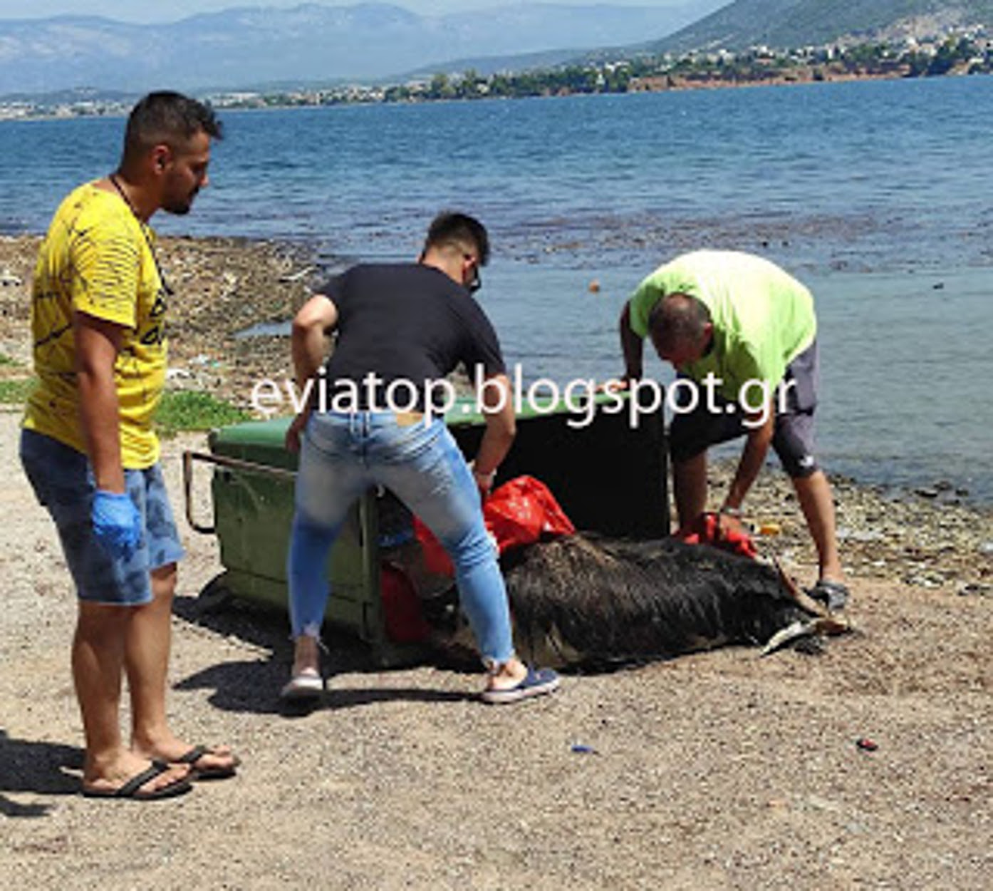 Εύβοια: Ξεβράζει ψόφια ζώα η θάλασσα! Τα παρέσυραν οι πλημμύρες (pics)