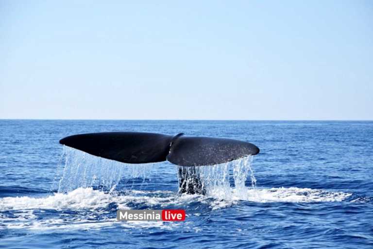 Μάνη: Η στιγμή που τεράστια φάλαινα εμφανίζεται δίπλα σε σκάφος και ανεβάζει στα ύψη την αδρεναλίνη παρέας (Φωτό)
