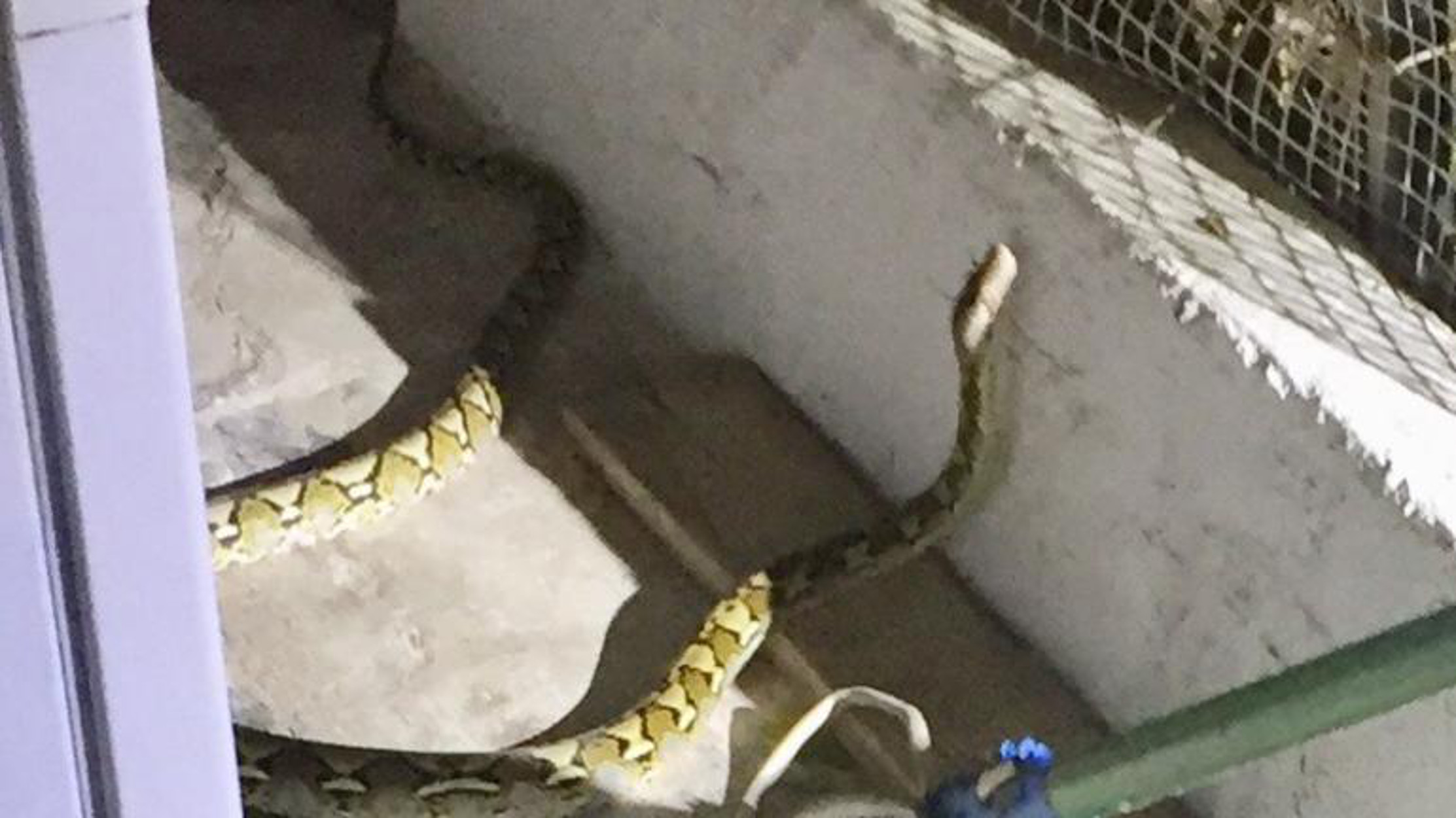 Ηράκλειο: Τρόμος στην πόλη! Βρήκαν στο σπίτι τους… φίδι 2 μέτρων (pics)