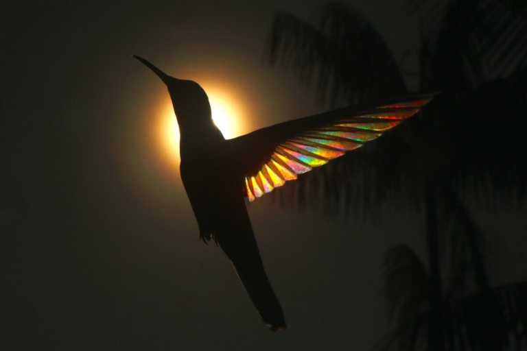 Η απόλυτη μαγεία – Όταν τα φτερά των κολιμπρί γίνονται «ουράνια τόξα»
