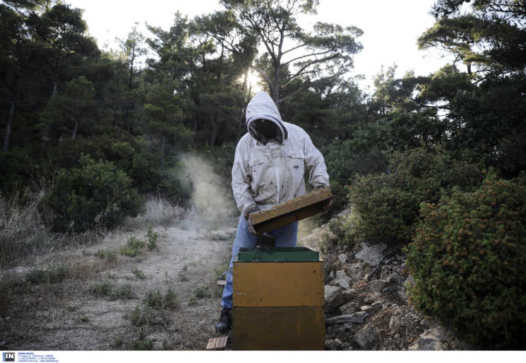 Τεράστιο πλήγμα έχει δεχτεί η ελληνική μελισσοκομία – Απογοητευτική η χρονιά