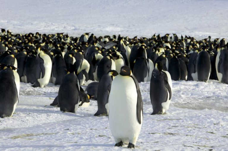 Ανταρκτική: Ανακαλύφτηκαν νέες αποικίες αυτοκρατορικών πιγκουίνων