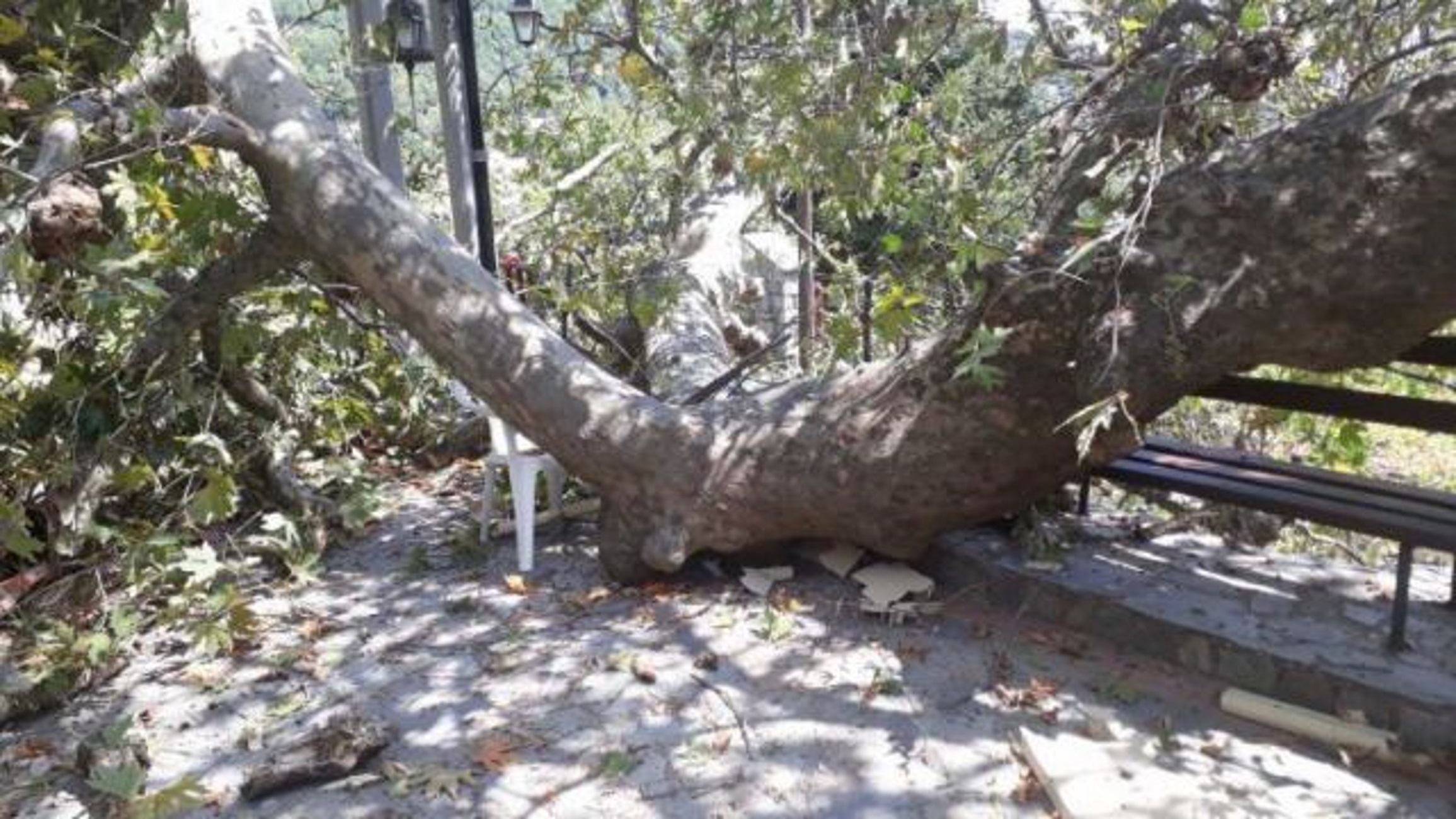 Φθιώτιδα: Τεράστιος πλάτανος κατέρρευσε στην πλατεία χωριού της Μακρακώμης (Φωτό)