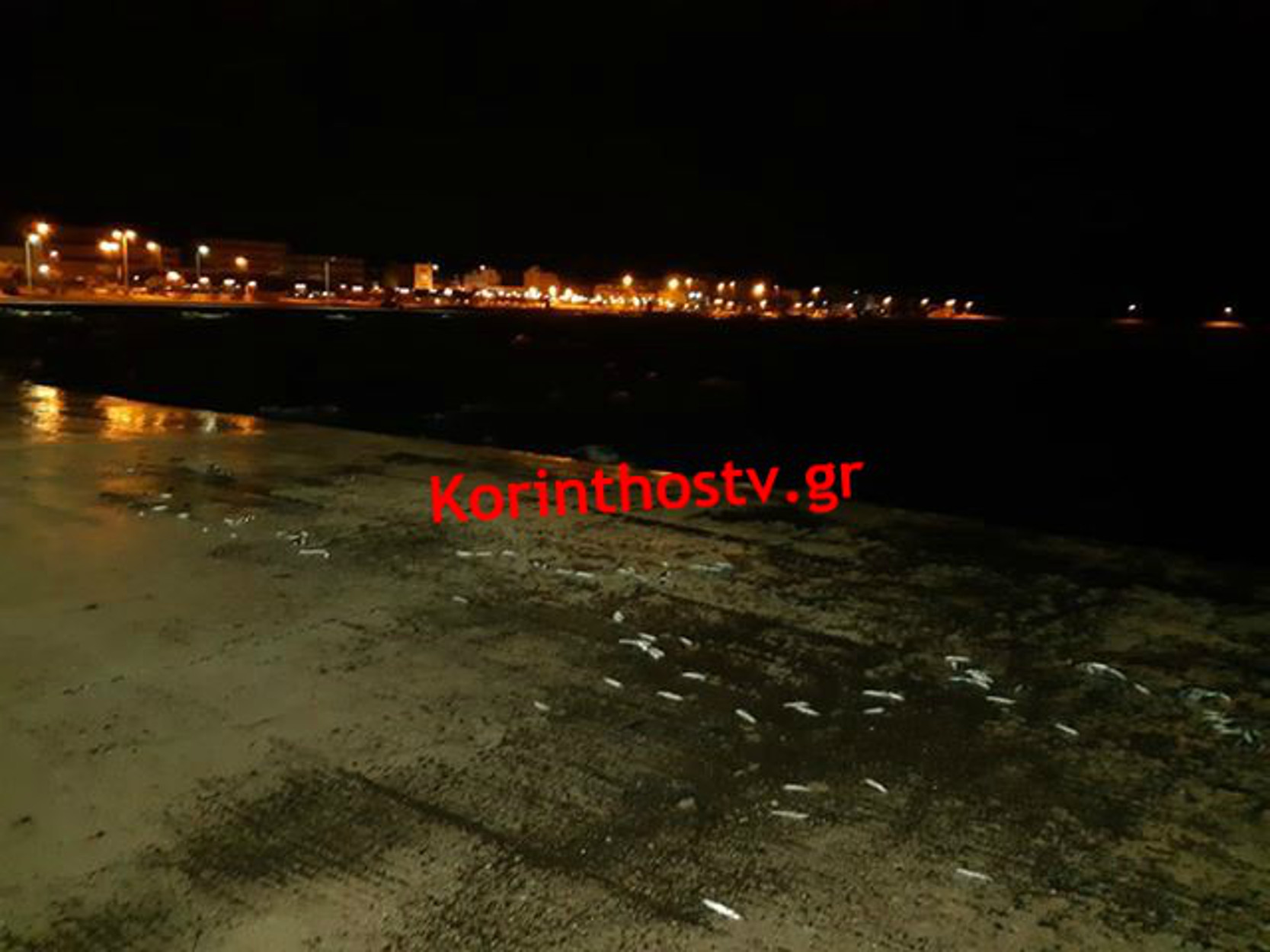 Κόρινθος: Παραλία γέμισε νεκρά ψάρια! (pics)