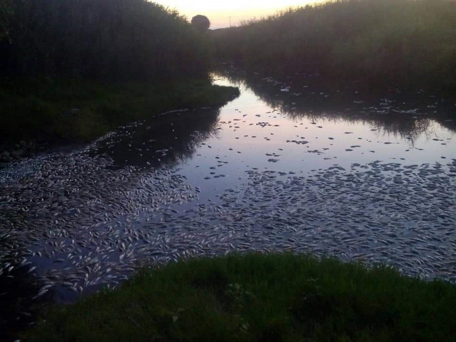 Εικόνες σοκ στον ποταμό Κομψάτο – Εκατοντάδες νεκρά ψάρια στις όχθες του