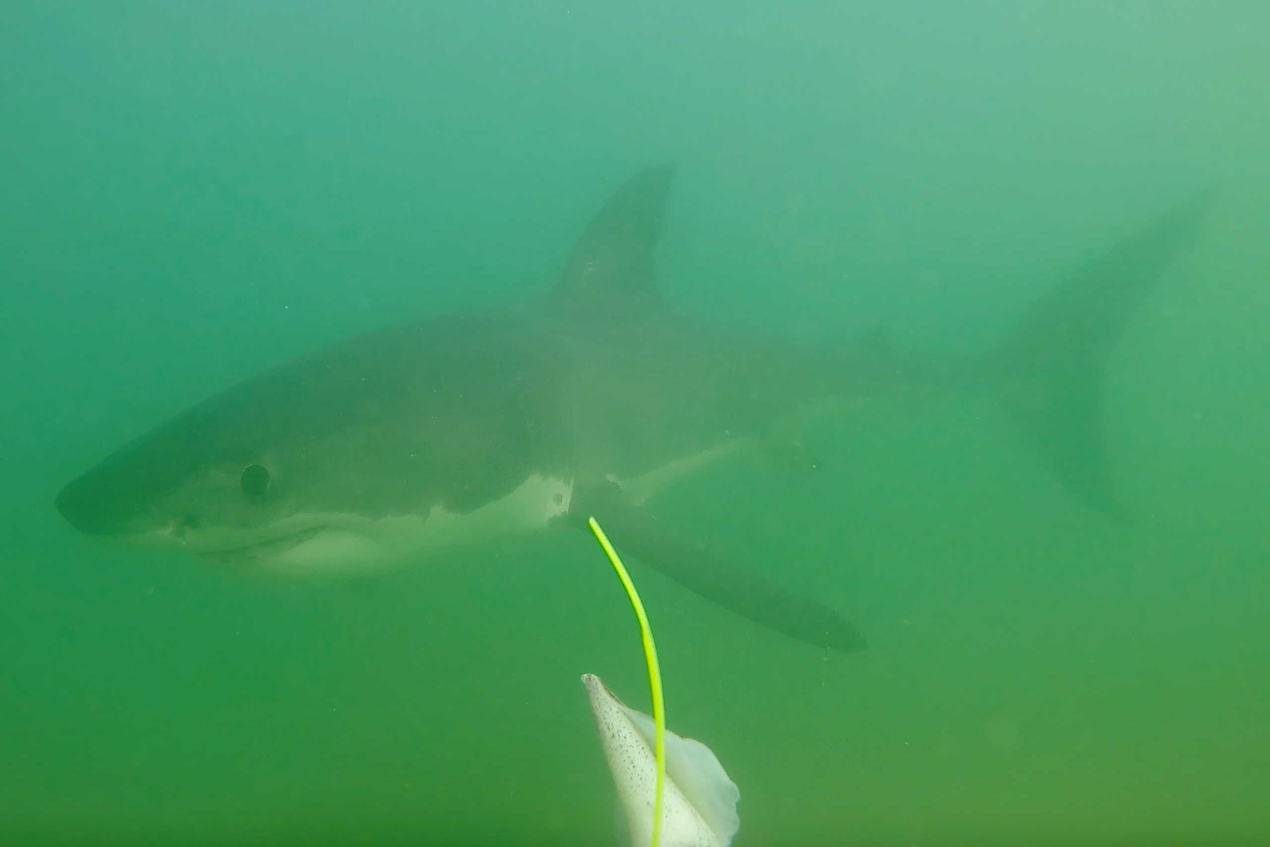 California State University of Long Beach Shark Lab scientists deploy baited remote underwater videos to opportunistically capture juvenile white shark "selfies". Using coloration unique to each animal's gills, pelvic fin, and tail fin the scientists can identify individual animals. Picture taken November 7, 2019.  Patrick Rex