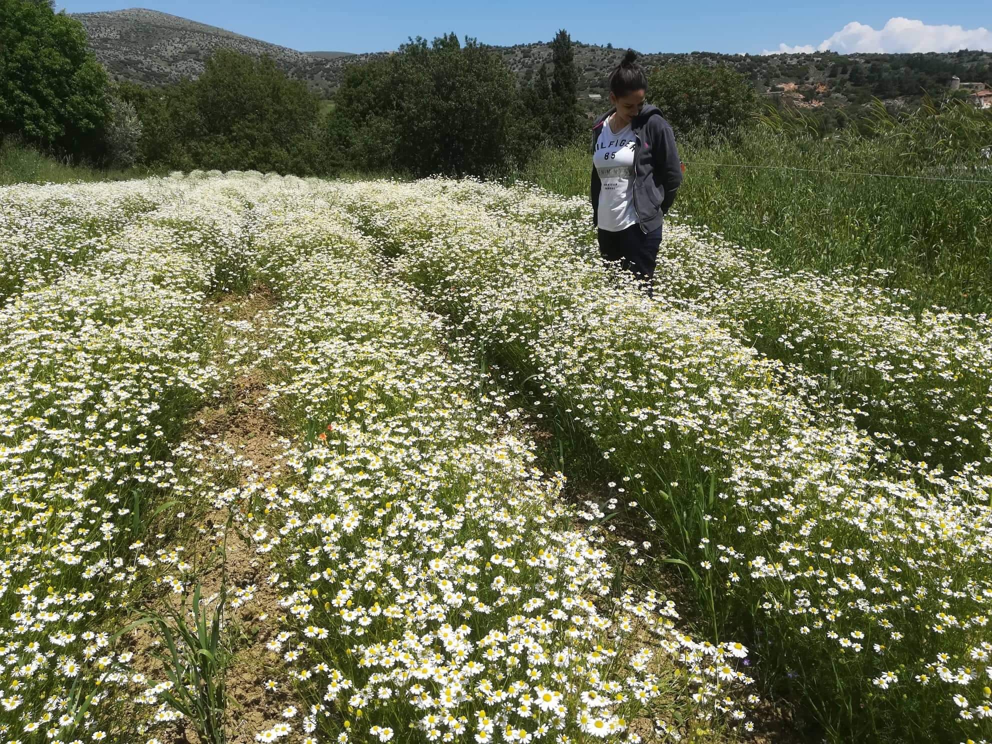 Μια 28χρονη «συστήνει» τα χιώτικα αρωματικά φυτά και βότανα στον κόσμο