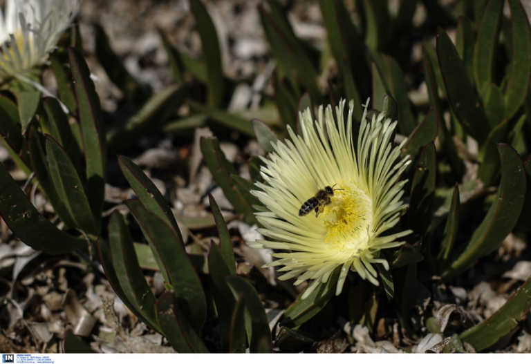 Λάρισα: Θρίλερ με τον θάνατο άντρα από ανακοπή – Τον τσίμπησε μέλισσα και έκανε μόνος την ένεση