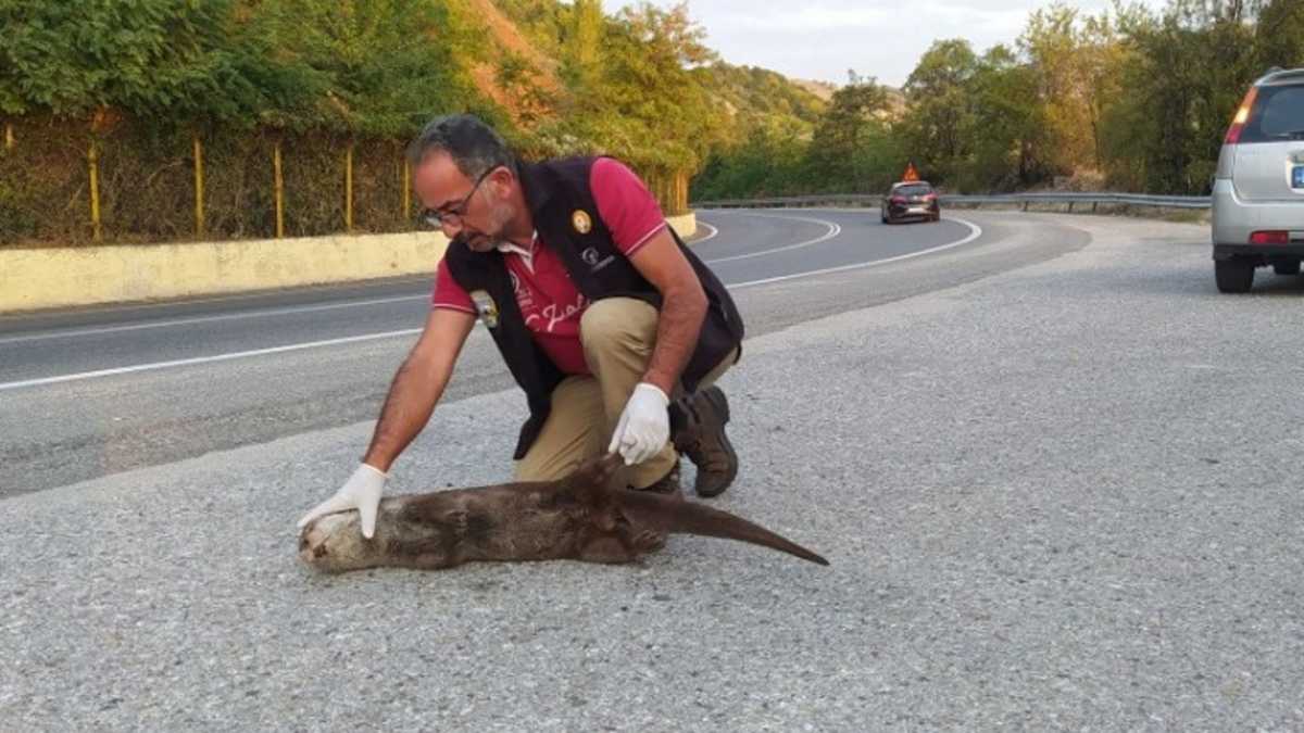 Καστοριά: Νεκρή βίδρα στη μέση της ασφάλτου (pic)