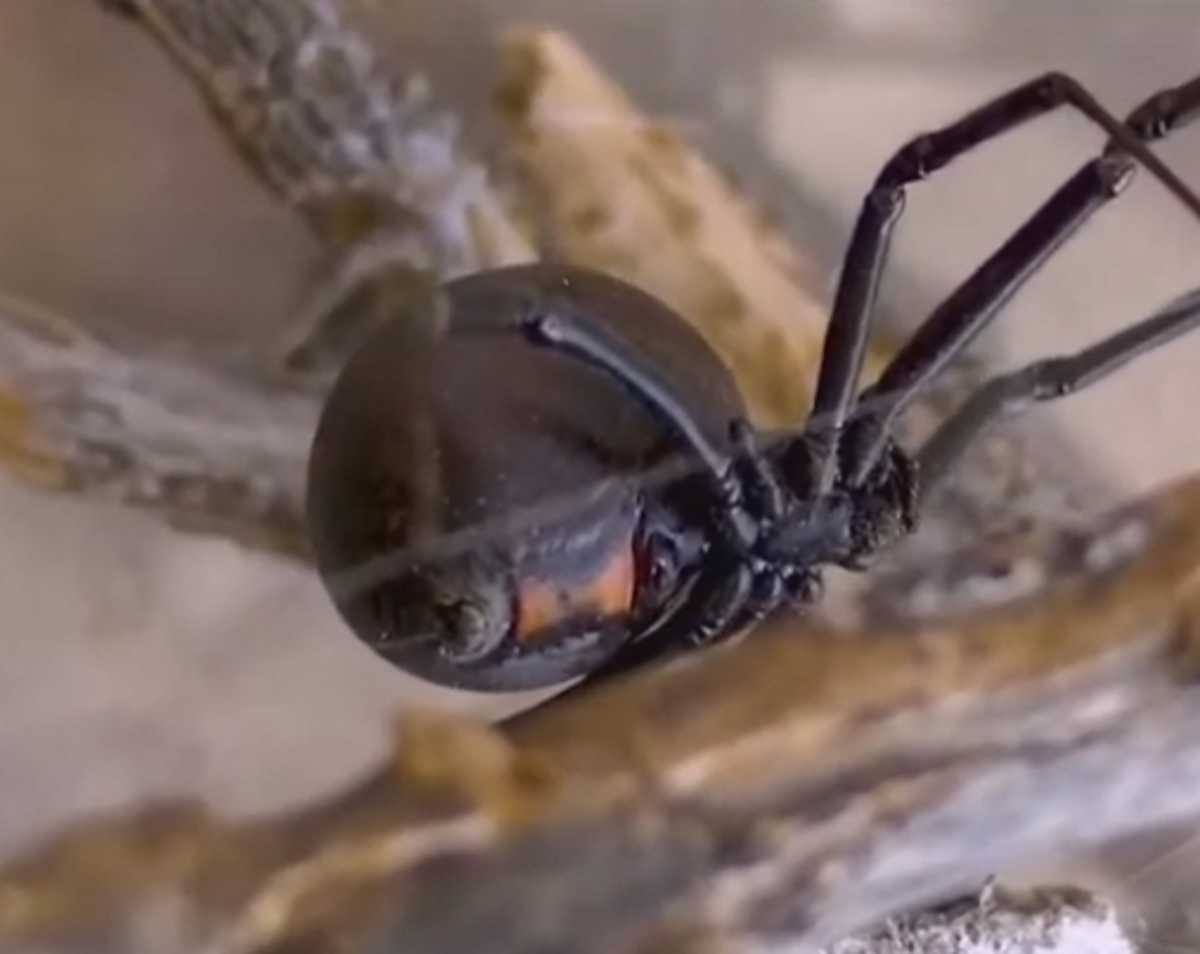 Πήλιο: Δείτε την δηλητηριώδη αράχνη «μαύρη χήρα» που τσίμπησε ένα 4χρονο παιδί στην Πορταριά