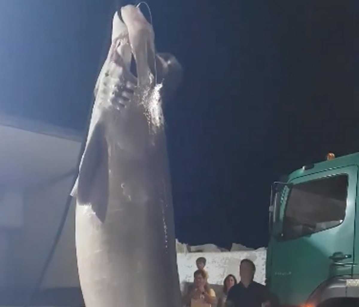 Άγιο Όρος: Καρχαρίας 6 μέτρων στα δίχτυα τους! Δείτε τις εικόνες από την ψαριά της ζωής τους (Βίντεο)