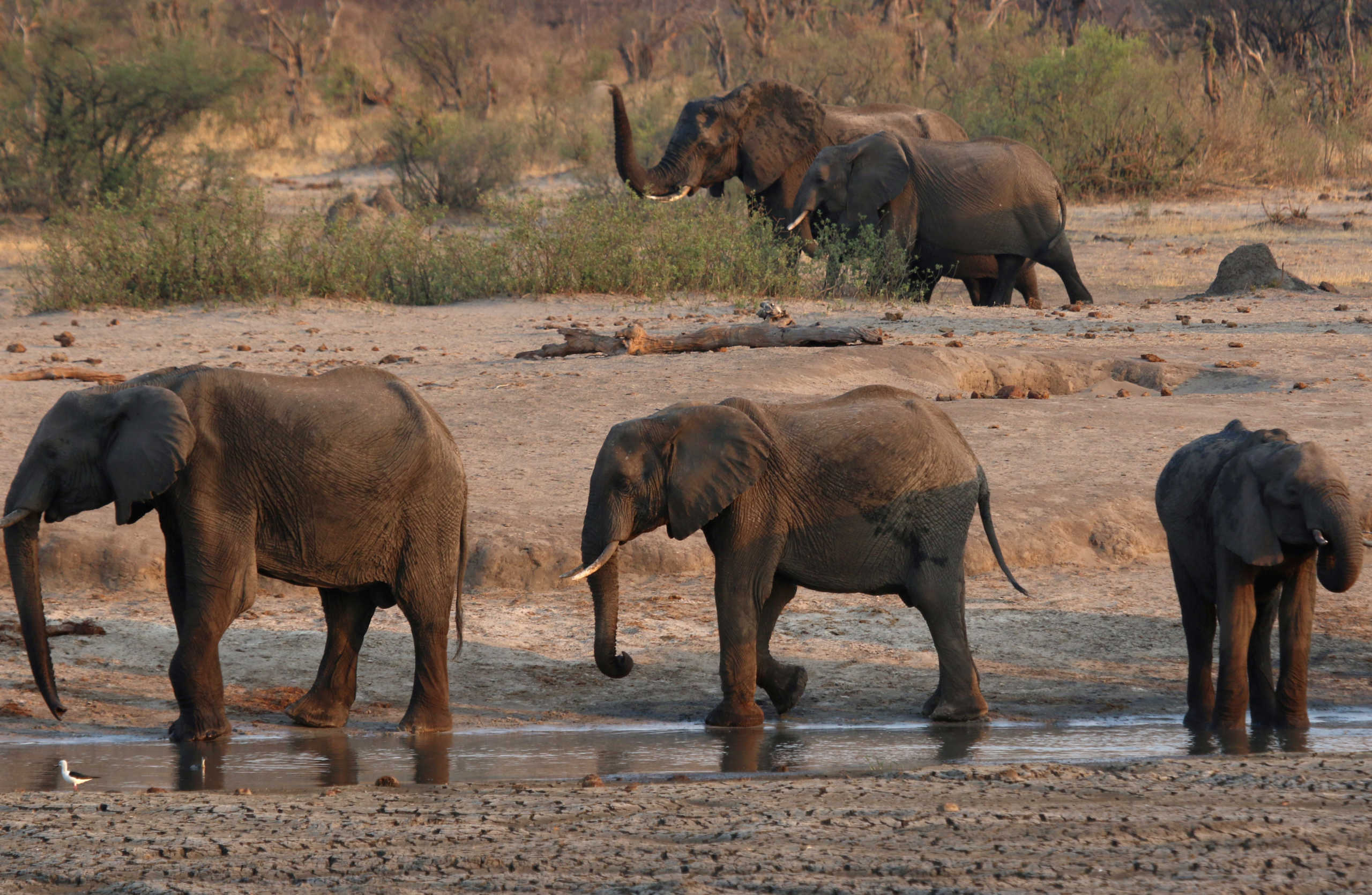 FILE PHOTO: A group of elephants are seen near a watering hole inside Hwange National Park, in Zimbabwe, October 23, 2019. REUTERS