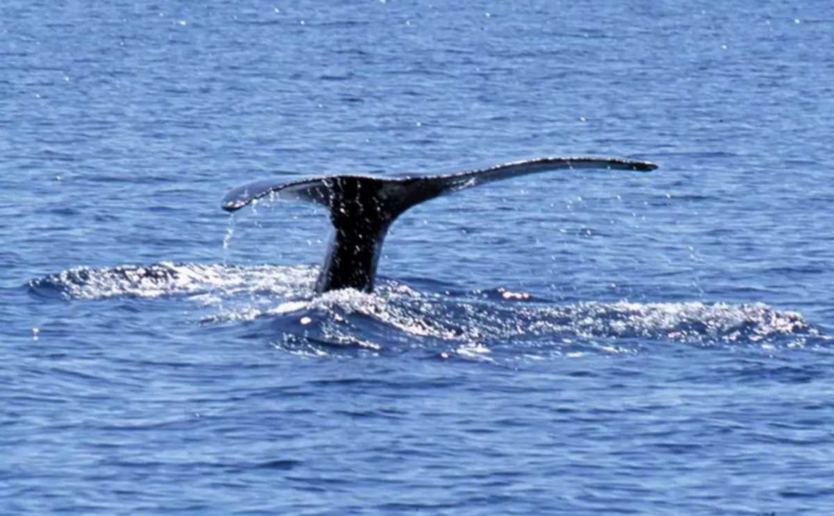 Λακωνία: Αυτή ήταν η εξήγηση για τον ξαφνικό κυματισμό της θάλασσας! Στην κάμερα η τεράστια φάλαινα (Βίντεο)