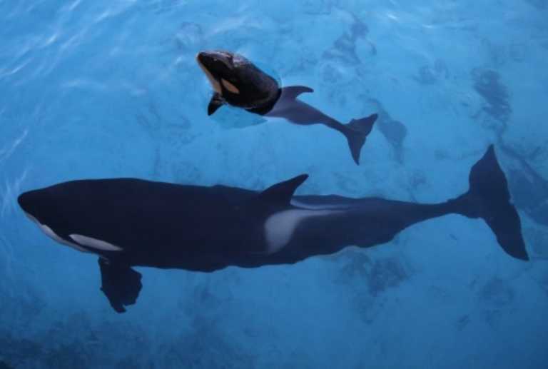 Αυστραλία: Επιστήμονες προσπαθούν να σώσουν δεκάδες φάλαινες που βγήκαν στα ρηχά