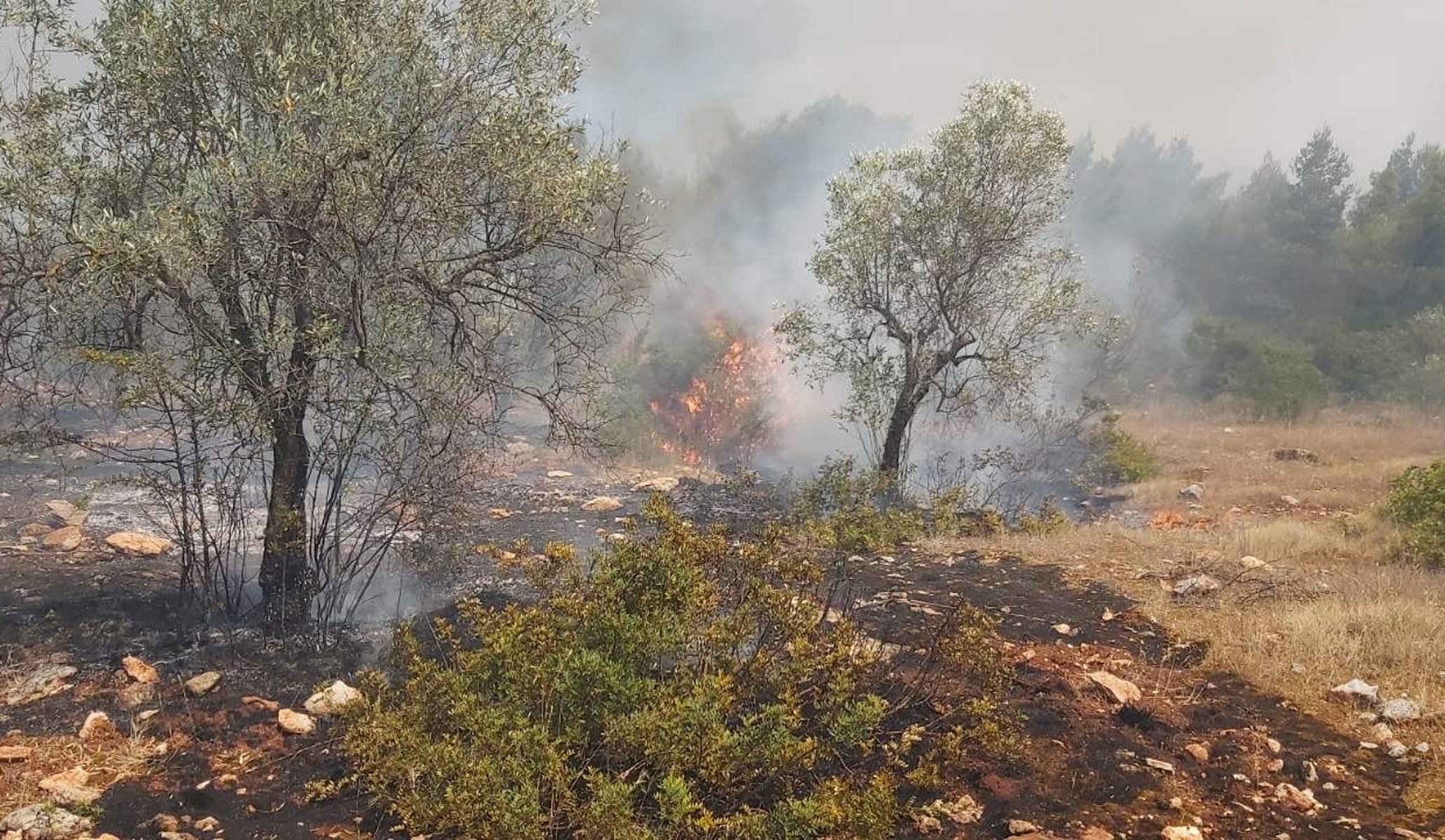 Συναγερμός στην Πυροσβεστική – Φωτιά στο Άλσος Βεΐκου
