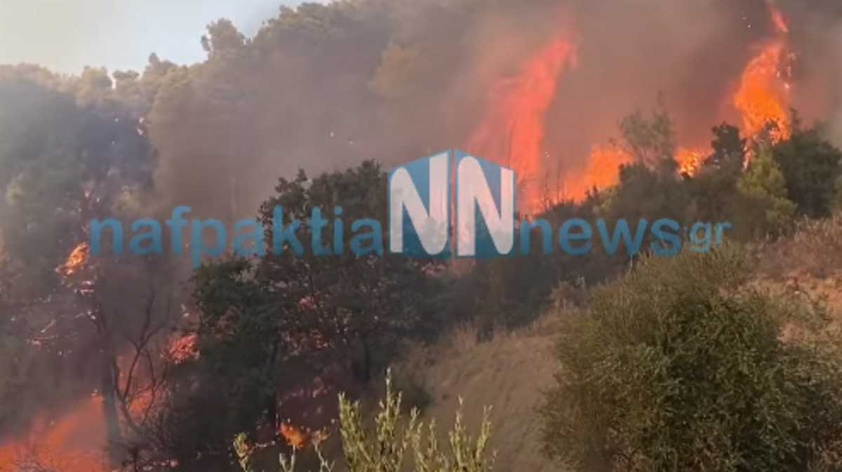 Φωτιά στη Ναύπακτο – Στις φλόγες δάσος στην περιοχή Τρίκορφο (pic, video)
