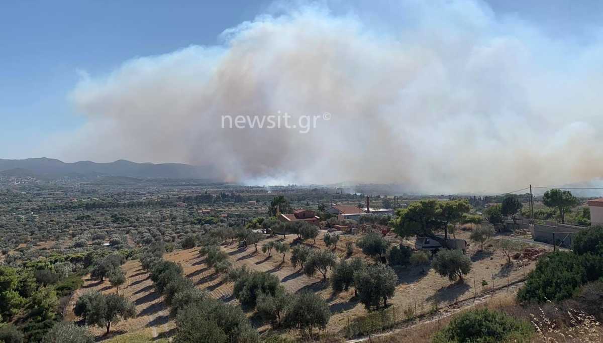 Ανεξέλεγκτη η φωτιά στην Κερατέα – Εκκενώνεται η Ανάβυσσος – Στα πρώτα σπίτια η φωτιά (pics, video)