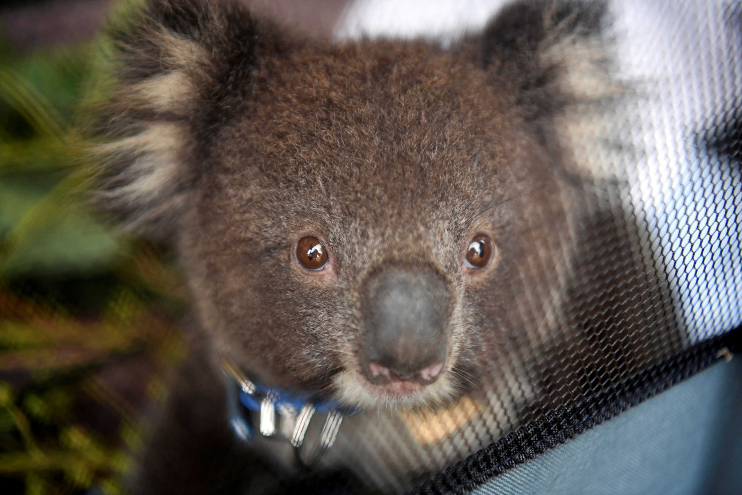 FILE PHOTO: Orphaned joey koala at the Kangaroo Island Wildlife Park, at the Wildlife Emergency Response Centre in Parndana, Kangaroo Island, Australia January 19, 2020. REUTERS