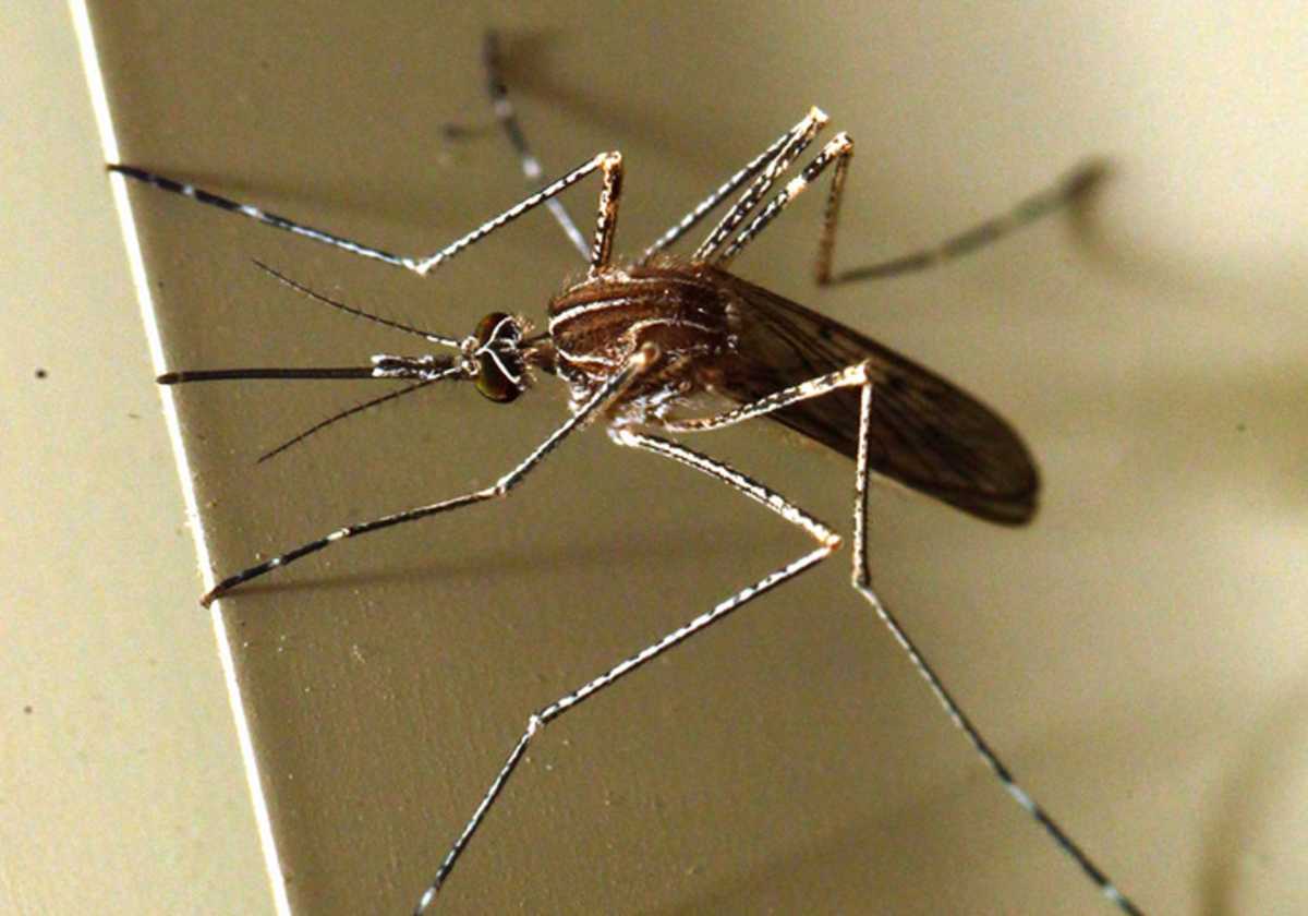 Θεσσαλονίκη: Ψεκασμοί από αέρος για τα κουνούπια – Τα μέτρα για το φετινό καλοκαίρι