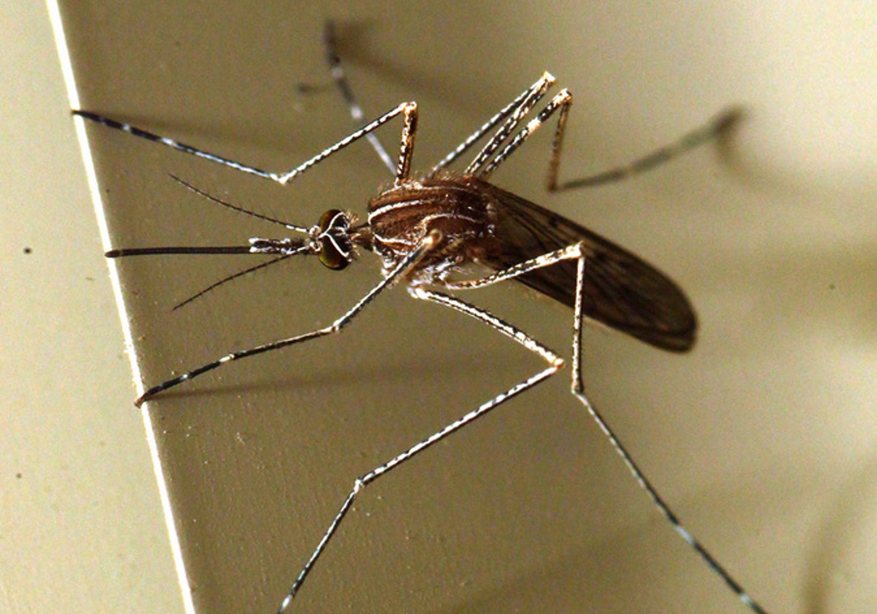 Ελληνική εφαρμογή διώχνει τα κουνούπια και είναι δωρεάν – Πώς λειτουργεί