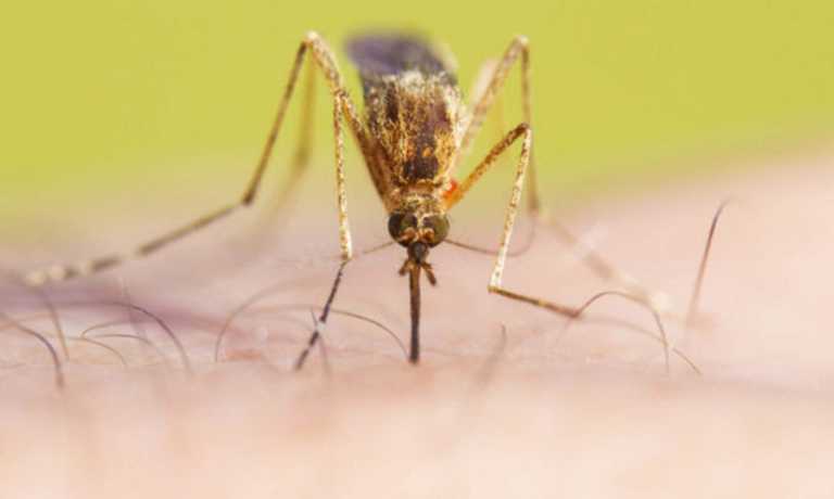 18 νέα κρούσματα του ιού Δυτικού Νείλου την τελευταία εβδομάδα - Συνολικά 8 οι νεκροί