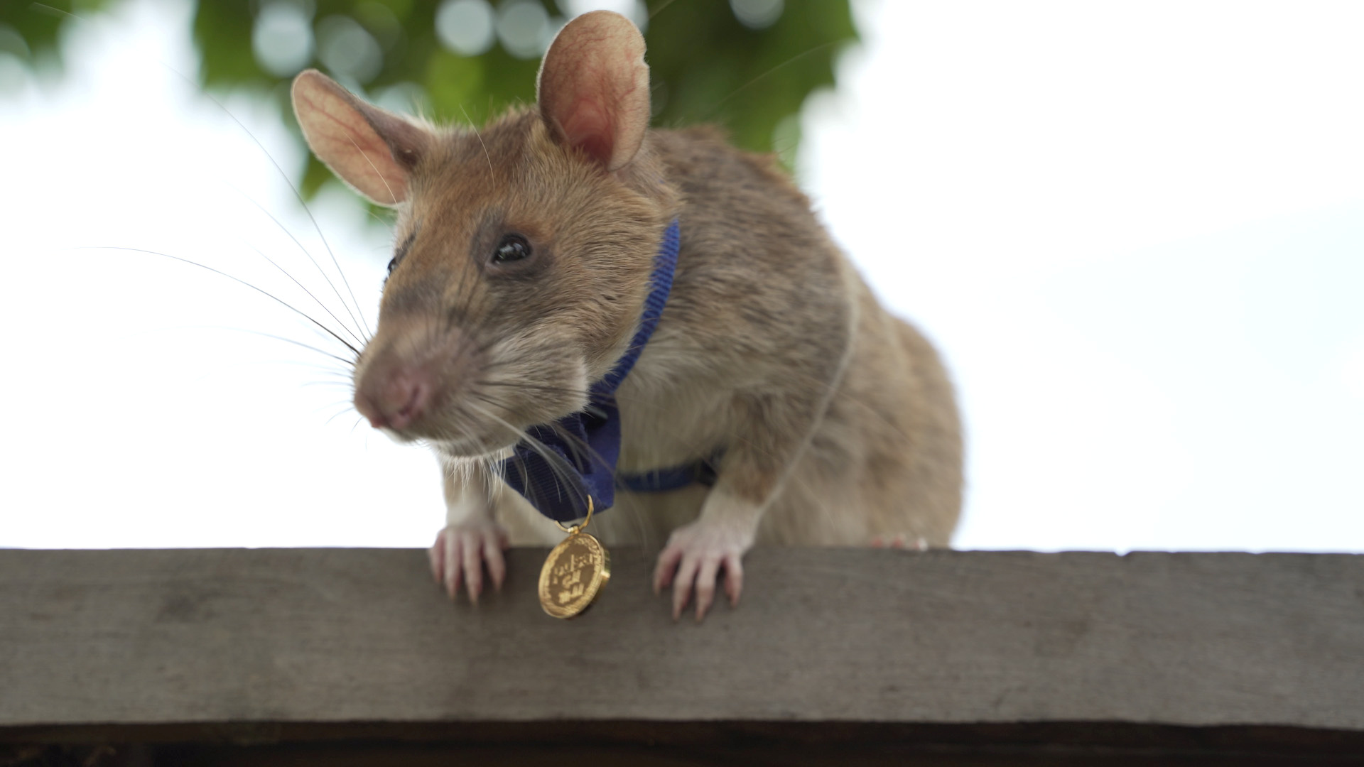 Magawa, a mine-sniffing rat, is pictured in Siem Reap, Cambodia, in this undated handout picture provided to Reuters on September 25, 2020. PDSA UK