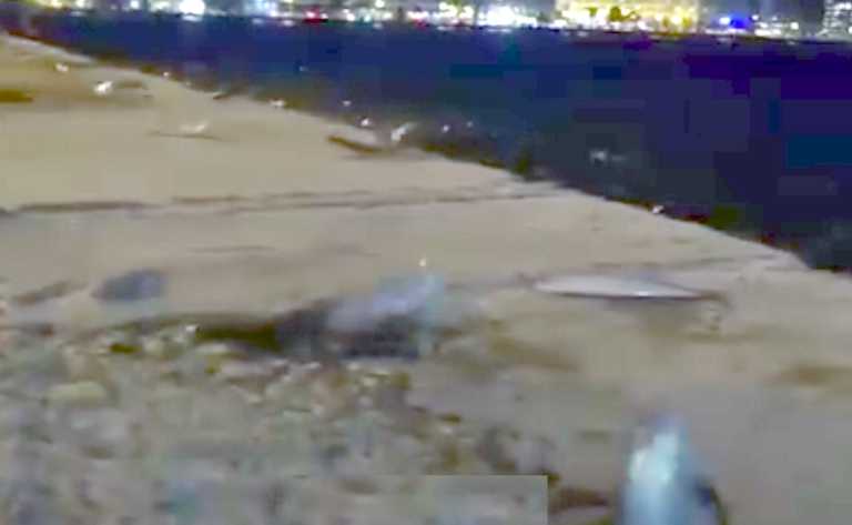 Γι’ αυτό τα ψάρια “αυτοκτόνησαν” στη στεριά στη Θεσσαλονίκη! Η επιστημονική εξήγηση