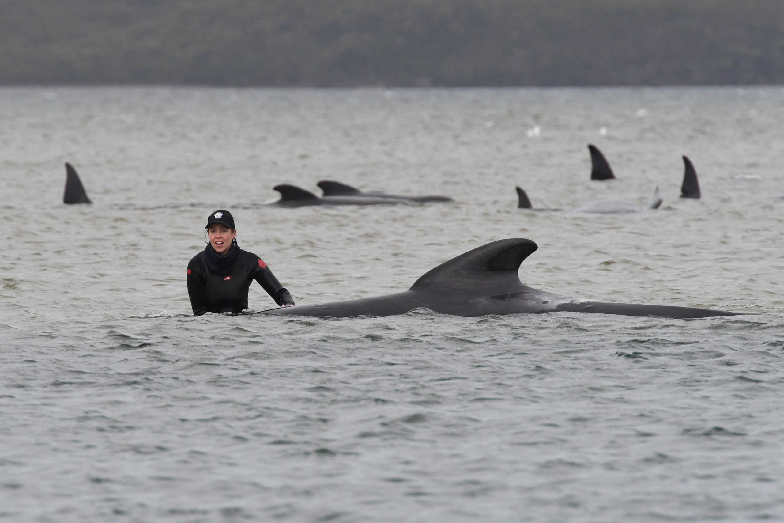 Rescue efforts to save whales stranded on a sandbar take place at Macquarie Harbour, near Strahan, Tasmania, Australia, September 22, 2020.  AAP Image