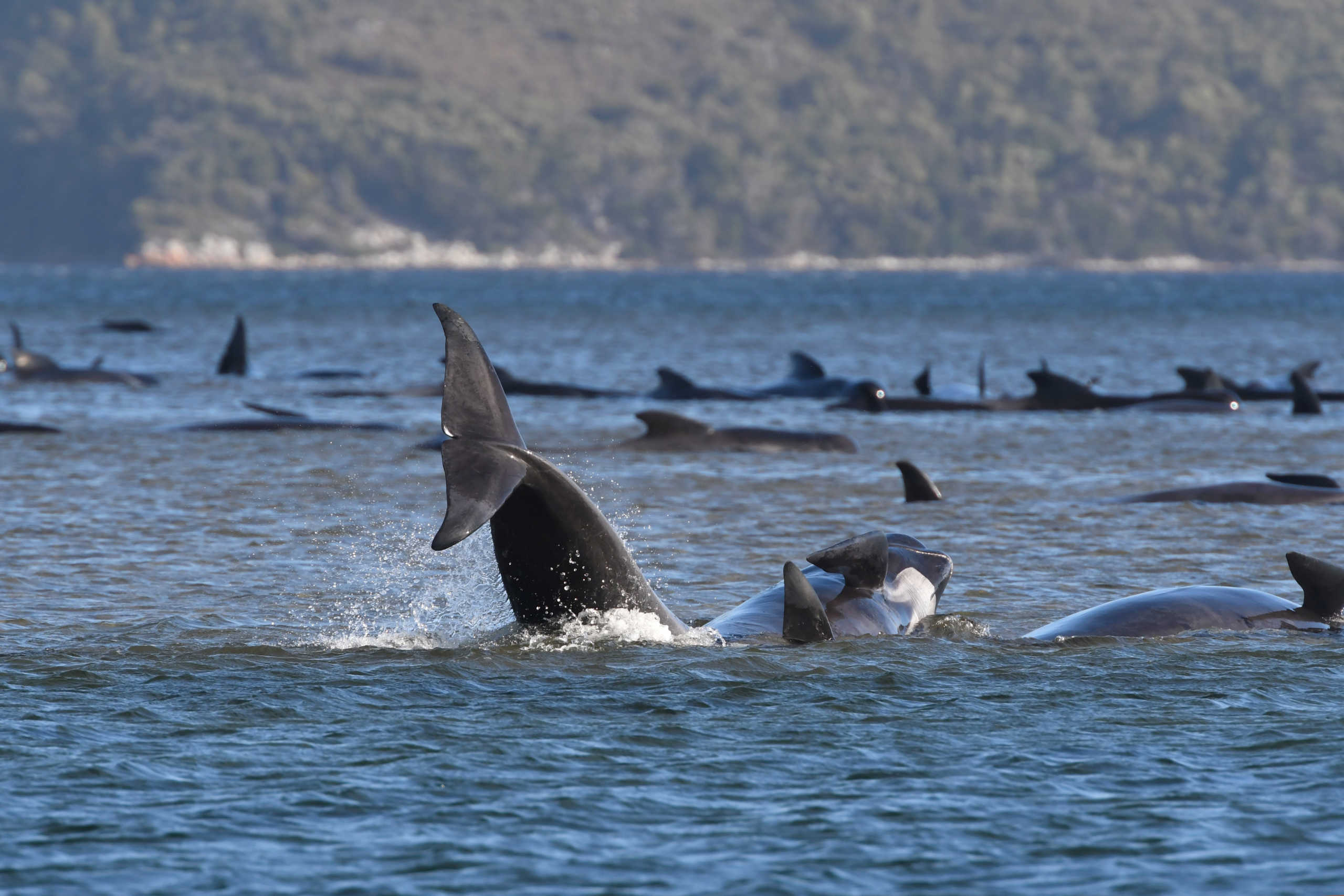 A pod of whales, believed to be pilot whales, is seen stranded on a sandbar at Macquarie Harbour, near Strahan, Tasmania, Australia, September 21, 2020.  AAP Image