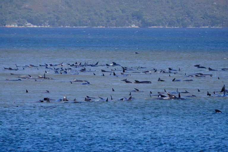 Αυστραλία: Σχέδιο για την απόρριψη των 400 πτωμάτων φαλαινών που εξόκειλαν  στην Τασμανία
