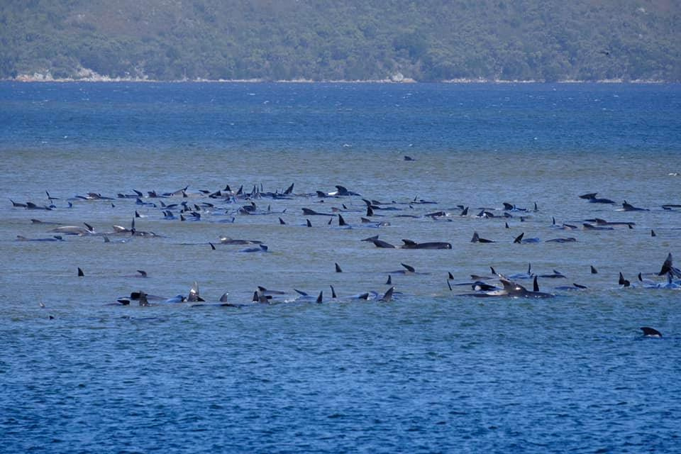 Stranded pilot whales are seen in Macquarie Heads, Tasmania, Australia September 21, 2020, in this picture obtained from social media. RYAN BLOOMFIELD