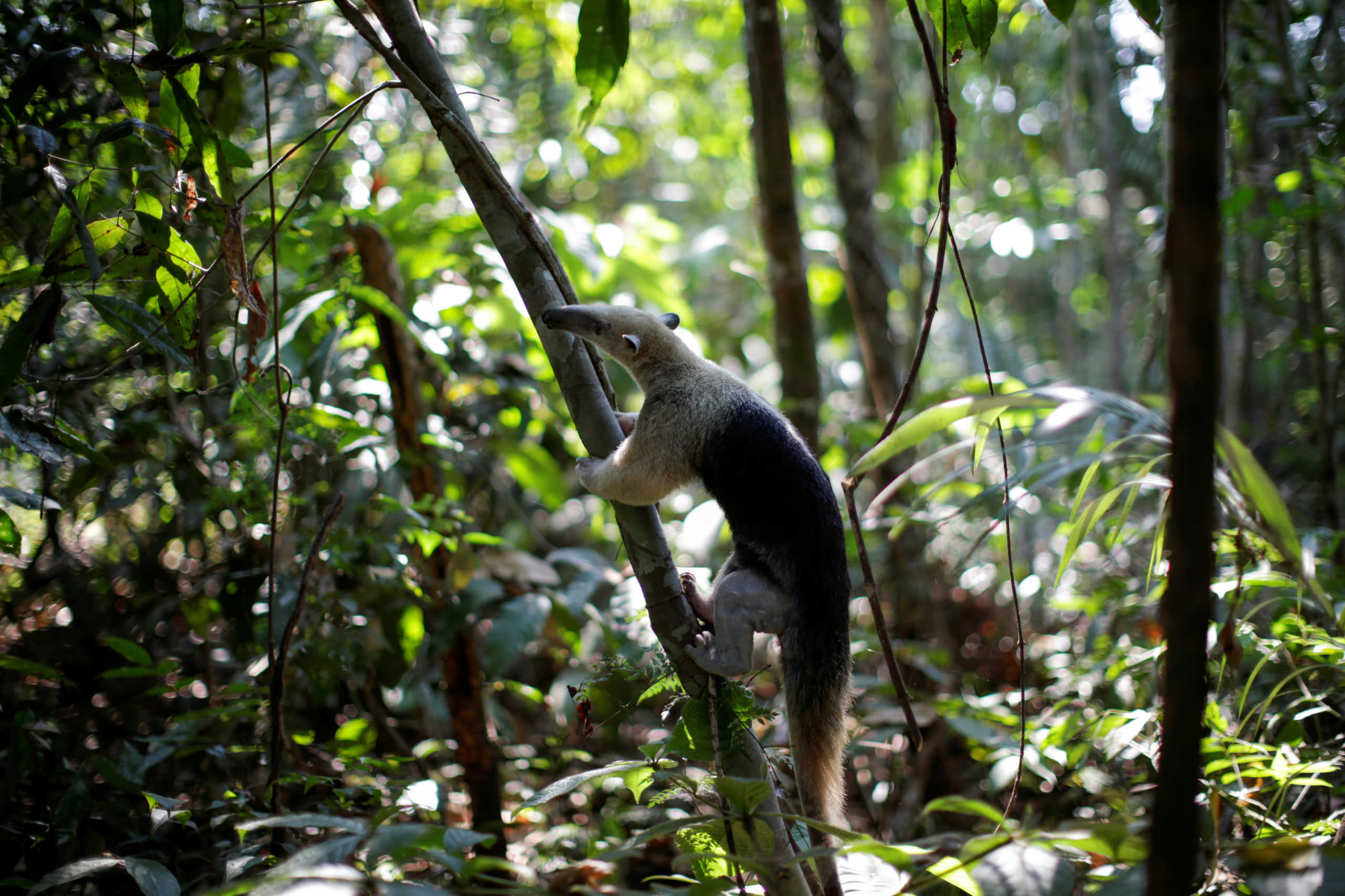 A recovered anteater is released in Amazon forest after receiving veterinary treatment by a veterinarian of the state environmental police Marcelo Andreani and the owner of the veterinary clinic Clinidog Carlos Henrique, near Porto Velho, Rondonia State, Brazil, August 19, 2020. The anteater arrived with a broken left paw after a clash with a fierce porcupine. The patient had been found hiding in a garage and, again, the vets think it might have been fleeing fires as anteaters rarely turn up in the city. The fracture required surgery. Under anaesthetic, a giant tongue rolled out of the anteater's mouth, earning it the affectionate nickname Linguaruda, or Long-tongue. After surgery, one of the vets took Linguaruda home to keep a closer eye on her recovery. In five days, Linguaruda was strong enough to return to the wild - the best outcome her rescuers could wish for. Linguaruda was freed near a forest trail, where it eagerly clambered among the trees once more. REUTERS