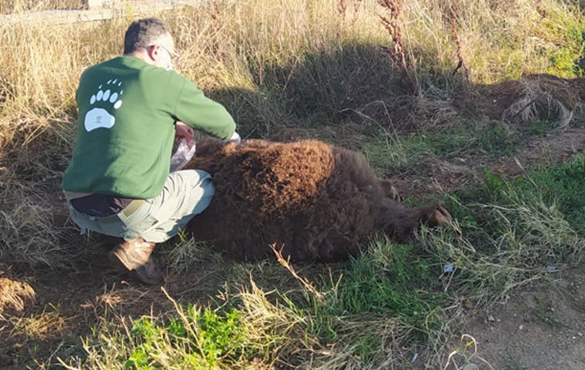 Αρκούδα 250 κιλών σκοτώθηκε σε τροχαίο στην Καστοριά