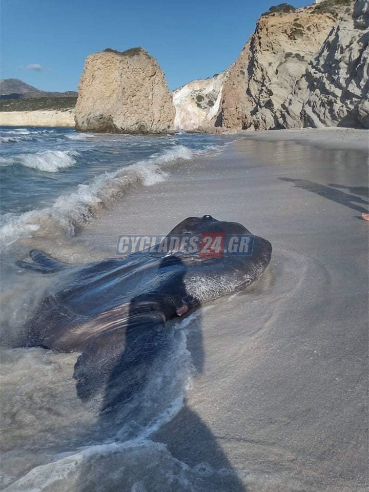 Ψάρι βγαλμένο από… θρίλερ ξεβράστηκε σε παραλία της Μήλου (pic)  