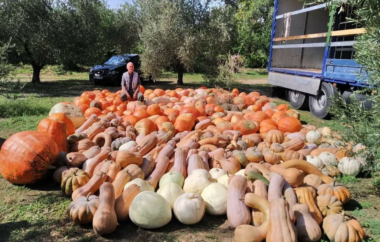 κολοκύθες για το Halloween