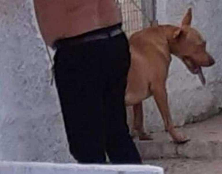 Κρήτη: Ο απίστευτος λόγος πίσω από τη φρικτή κακοποίηση σκύλου στα Χανιά! Οργή για τον δράστη (Βίντεο)