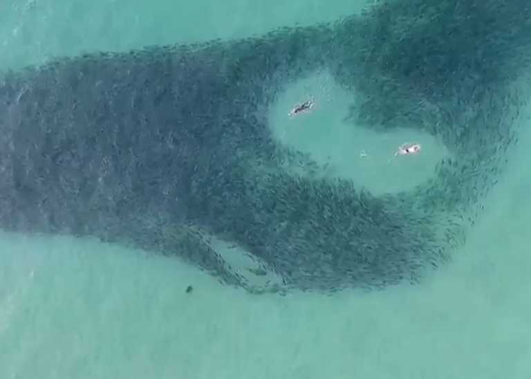Τρομάζει βίντεο από την Αυστραλία – Κολυμπούν ανάμεσα σε καρχαρίες