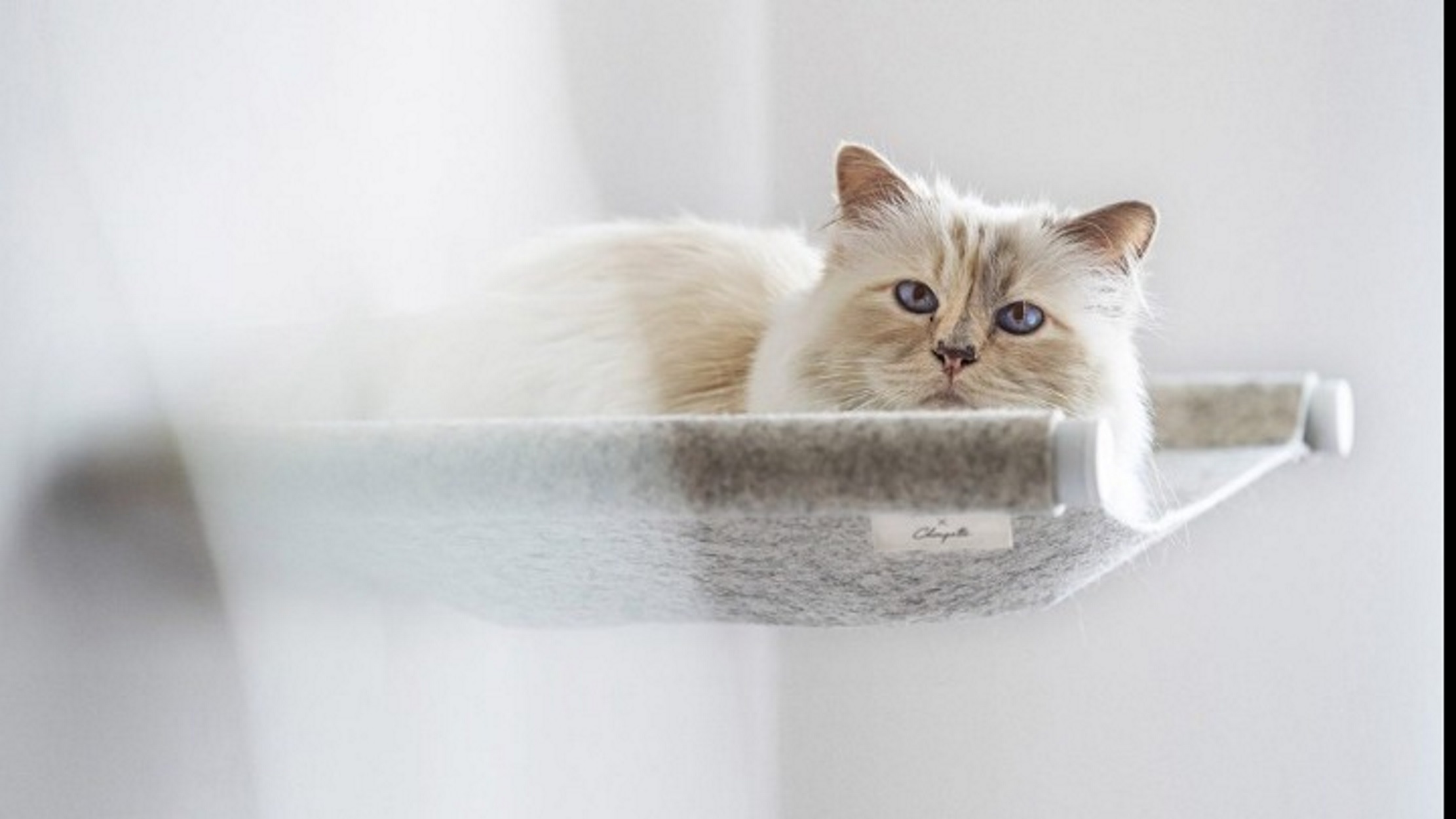 Καρλ Λάγκερφελντ: Η πάμπλουτη γάτα – κληρονόμος λανσάρει έπιπλα για κατοικίδια