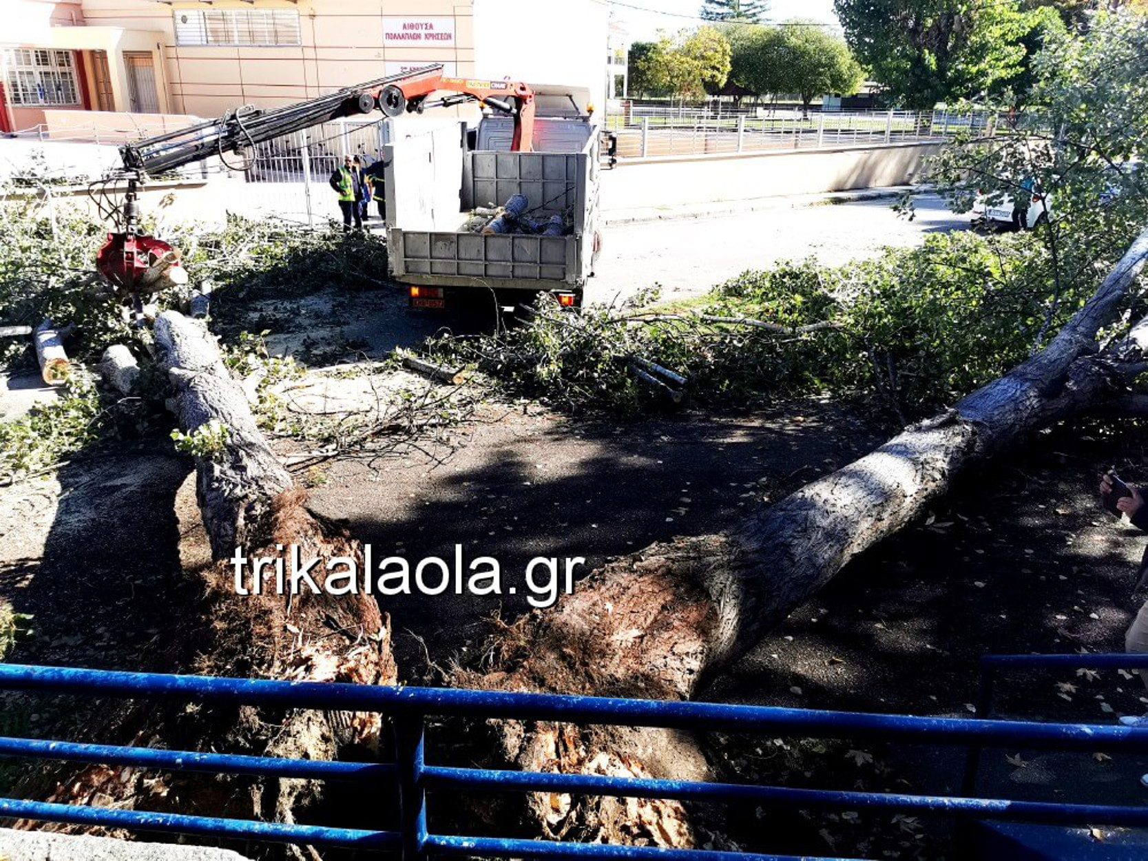 Τρίκαλα: Ξεριζώθηκαν “δίδυμα” μεγάλα δέντρα! Διέλυσαν ότι ήταν από κάτω (pics, video)