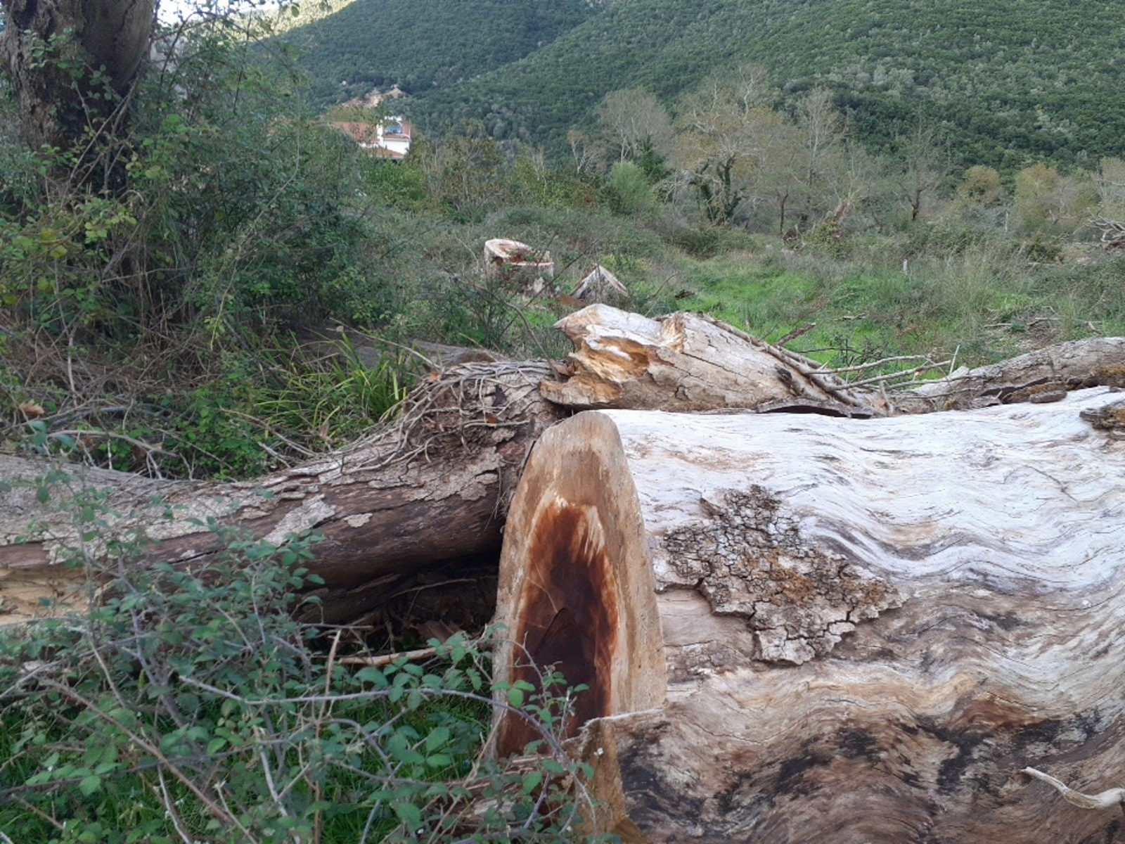 Ιωάννινα: Ένας μύκητας καταστρέφει δάση από πλατάνια