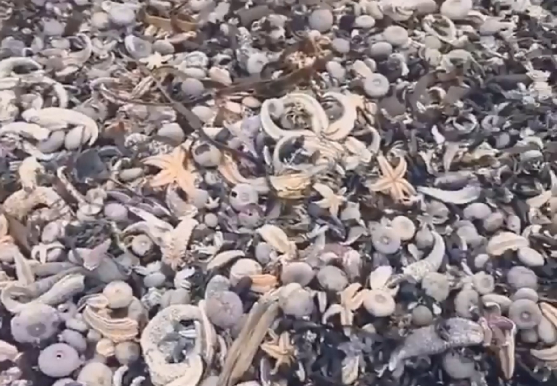 Καμτσάτκα: Εικόνες ανυπολόγιστης οικολογικής καταστροφής – Αμέτρητα νεκρά ζώα (video)
