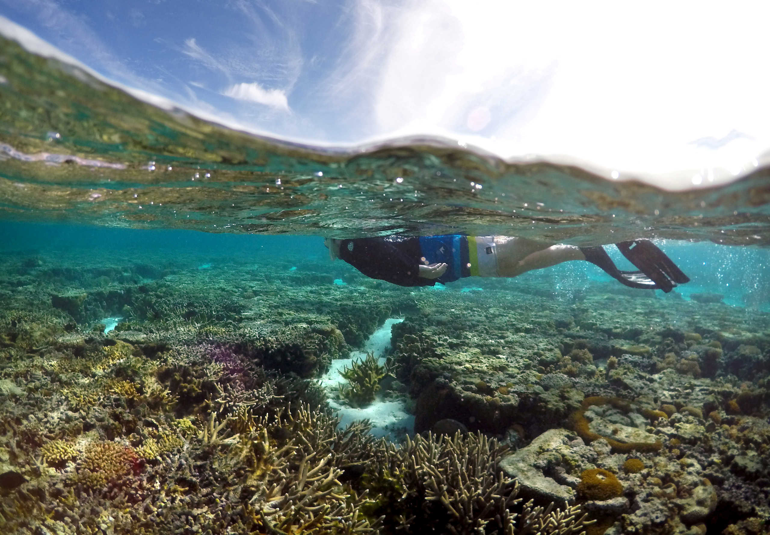 FILE PHOTO: A tourist snorkels above coral in the lagoon located on Lady Elliot Island on the Great Barrier Reef, 80 kilometers north-east from the town of Bundaberg in Queensland, Australia, June 9, 2015. REUTERS