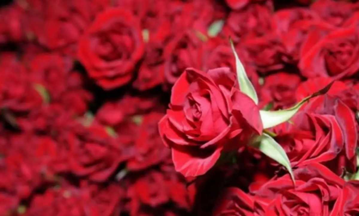 Αγίου Βαλεντίνου στη Θεσσαλονίκη: Έρχονται 300.000 κόκκινα τριαντάφυλλα από την Ολλανδία