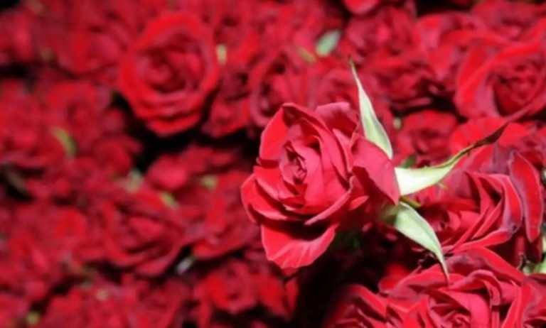 Έρχονται 300.000 τριαντάφυλλα από την Ολλανδία για τη γιορτή του Αγίου Βαλεντίνου στη Θεσσαλονίκη