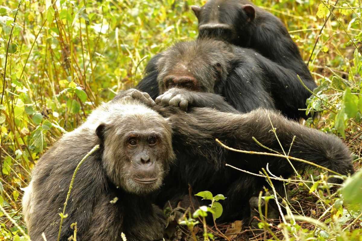 Σκότωσαν χιμπατζή στο Αττικό Ζωολογικό Πάρκο – Είχε αποδράσει από το κλουβί του