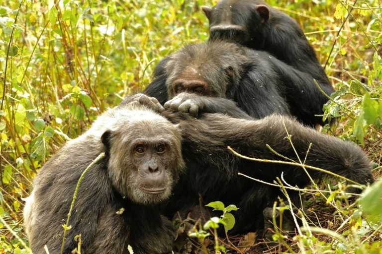 Πολύ επιλεκτικοί στις φιλίες; Και οι χιμπατζήδες το ίδιο!