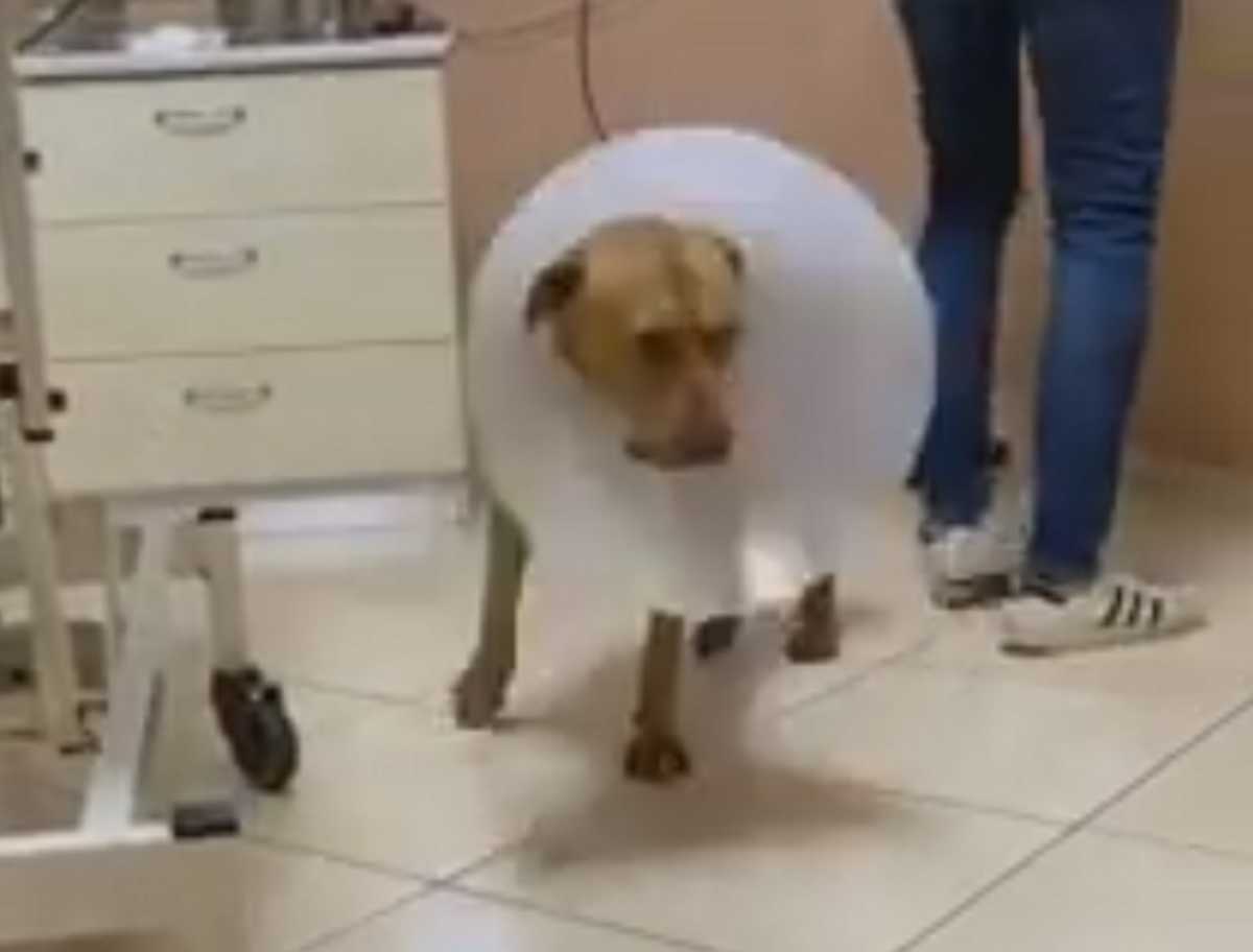Χανιά: Νέα στοιχεία για την κτηνωδία της χρονιάς! Δείτε πως είναι σήμερα ο σκύλος που υπέφερε τα πάνδεινα (Βίντεο)