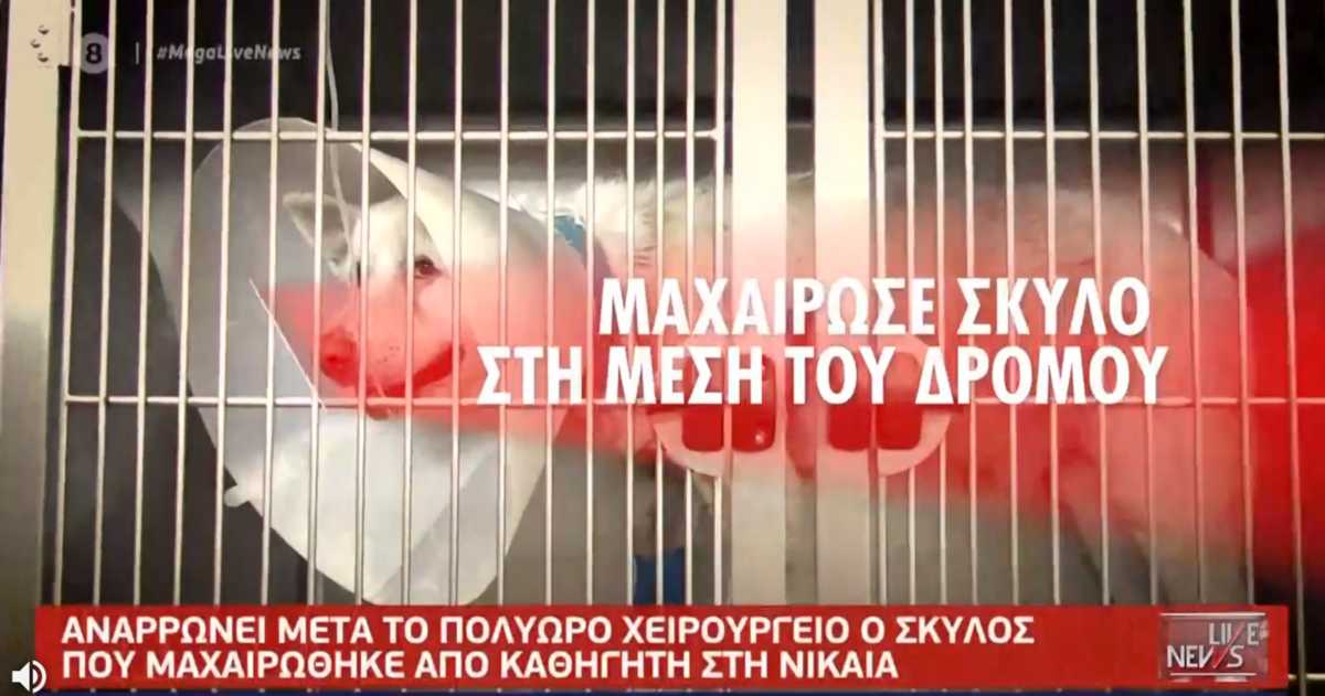 Φρίκη στη Νίκαια: Σε κρίσιμη κατάσταση ο σκύλος – Συνελήφθη ο άνδρας που τον μαχαίρωσε (video)